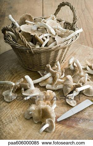 Chanterelles View Large Photo Image Stock Photography - Chanterelles. Fotosearch