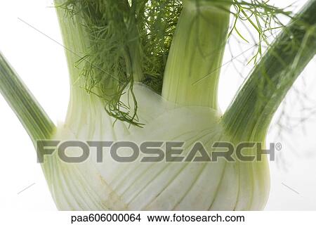Fennel, close-up View Large Photo Image Picture - Fennel, close-up. Fotosearch