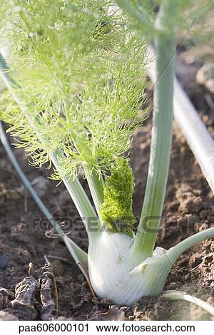 Fennel View Large Photo Image Stock Image - Fennel. Fotosearch