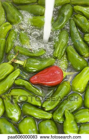 Fresh chili peppers View Large Photo Image Stock Image - Fresh chili peppers. Fotosearch