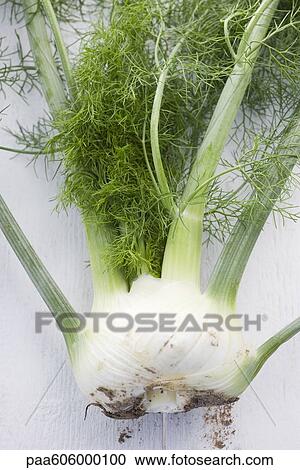 Fresh fennel View Large Photo Image Stock Image - Fresh fennel. Fotosearch