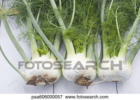 Stock Photo - Fresh fennel. Fotosearch