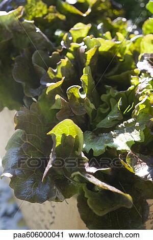 Stock Image - Fresh leaf vegetable. Fotosearch