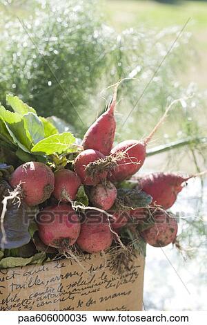Stock Photography - Fresh radishes and other produce. Fotosearch