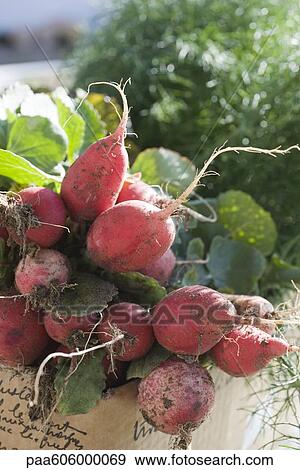 Fresh radishes View Large Photo Image Stock Photo - Fresh radishes. Fotosearch