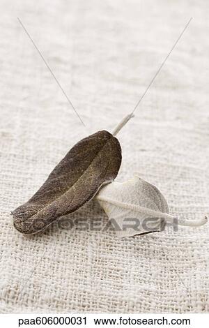 Fresh sage View Large Photo Image Stock Image - Fresh sage. Fotosearch