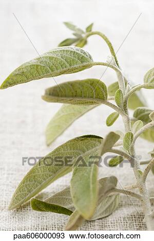Fresh sage View Large Photo Image Stock Image - Fresh sage. Fotosearch