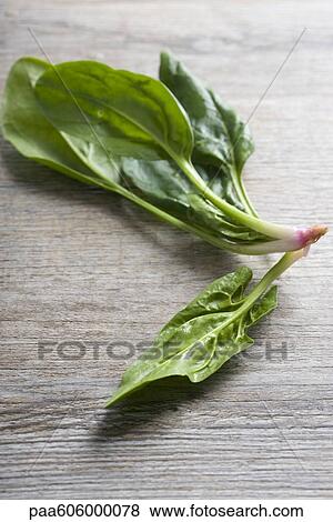 Stock Photo - Fresh spinach. Fotosearch