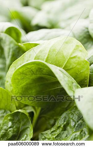 Stock Photo - Fresh spinach. Fotosearch