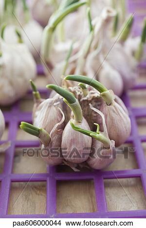 Fresh sprouting garlic View Large Photo Image Picture - Fresh sprouting garlic. Fotosearch