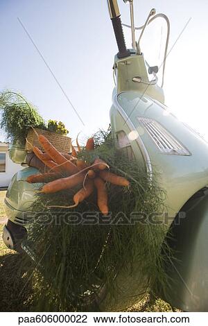 Harvesting carrots View Large Photo Image Stock Image - Harvesting carrots. Fotosearch