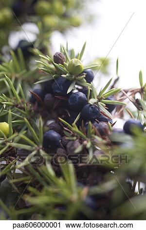 Stock Image - Juniper berries growing on branch. Fotosearch