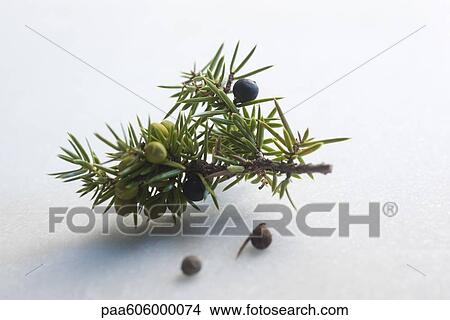 Juniper berries View Large Photo Image Picture - Juniper berries. Fotosearch