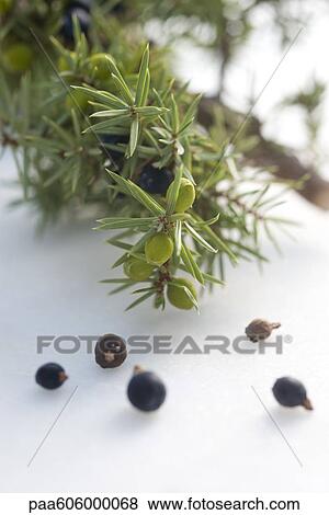 Juniper berries View Large Photo Image Stock Photo - Juniper berries. Fotosearch
