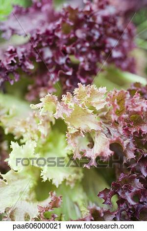 Lettuce, close-up View Large Photo Image Stock Image - Lettuce, close-up. Fotosearch