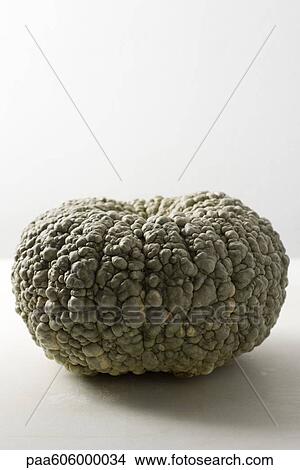 Marina di Chioggia squash View Large Photo Image Picture - Marina di Chioggia squash. Fotosearch