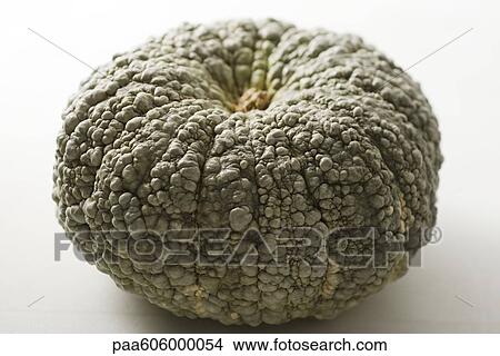 Picture - Marina di Chioggia squash. Fotosearch