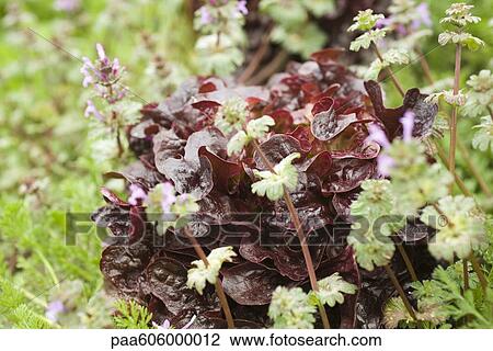 Stock Image - Merlot lettuce and herbs growing. Fotosearch