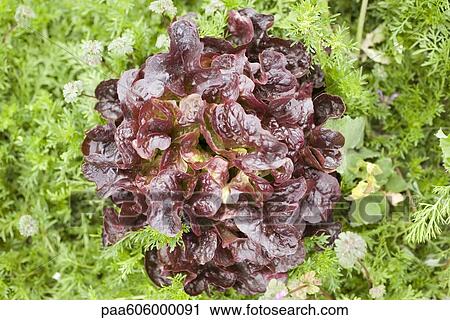 Merlot lettuce growing View Large Photo Image Stock Image - Merlot lettuce growing. Fotosearch