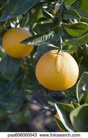 Stock Image - Oranges growing on tree. Fotosearch