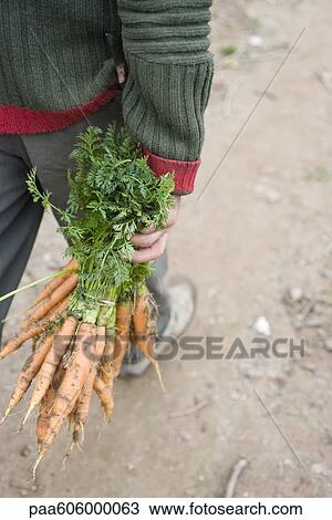 Stock Image - Person carrying bunch of fresh carrots. Fotosearch