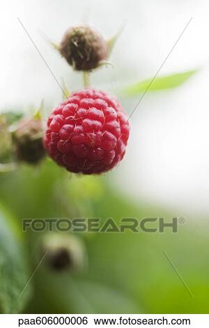 Stock Photograph - Raspberries growing on bush. Fotosearch