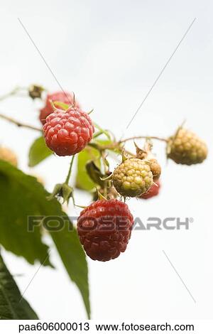 Raspberries ripening on bush View Large Photo Image Stock Image - Raspberries ripening on bush. Fotosearch