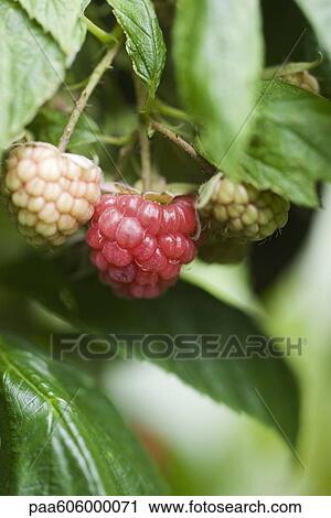 Stock Image - Raspberries ripening on bush. Fotosearch