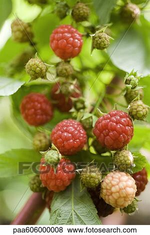 Raspberries ripening on bush View Large Photo Image Stock Photo - Raspberries ripening on bush. Fotosearch