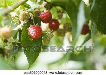 Raspberries ripening on bush View Large Photo Image Stock Photo - Raspberries ripening on bush. Fotosearch