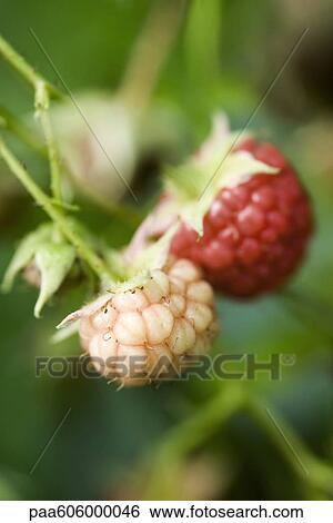 Stock Photograph - Raspberries ripening on bush. Fotosearch