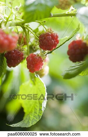 Stock Photography - Raspberries ripening on bush. Fotosearch