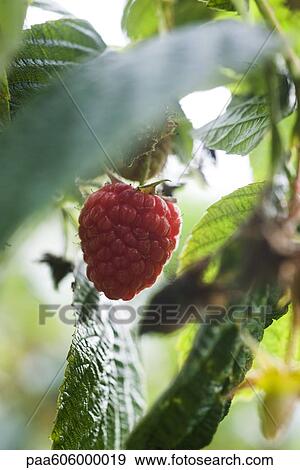 Stock Photo - Raspberry growing on bush. Fotosearch