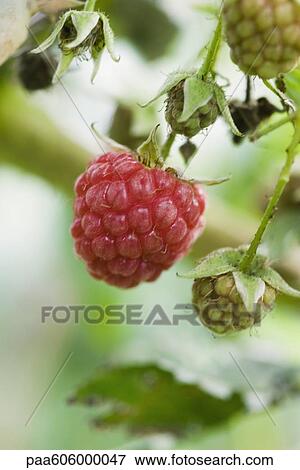 Raspberry ripening on bush View Large Photo Image Stock Photo - Raspberry ripening on bush. Fotosearch