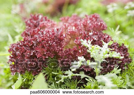 Red lettuce View Large Photo Image Picture - Red lettuce. Fotosearch