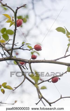 Rosehips View Large Photo Image Stock Image - Rosehips. Fotosearch