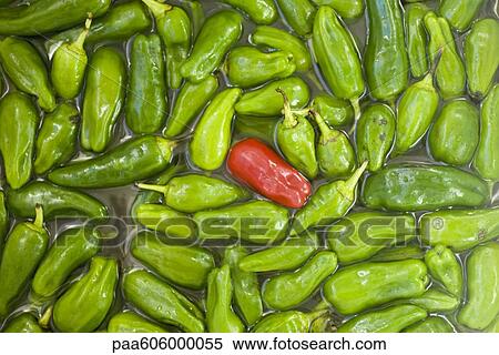 Stock Photography - Single red chili pepper in heap of green chili peppers. Fotosearch