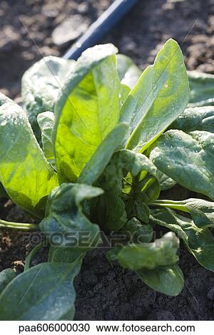 Stock Image - Spinach growing. Fotosearch