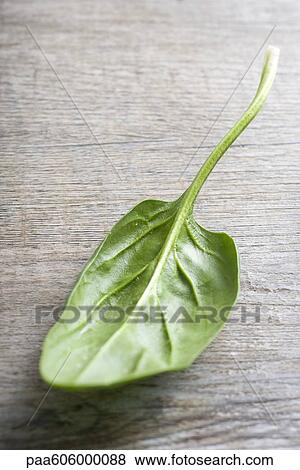 Spinach leaf View Large Photo Image Stock Photo - Spinach leaf. Fotosearch