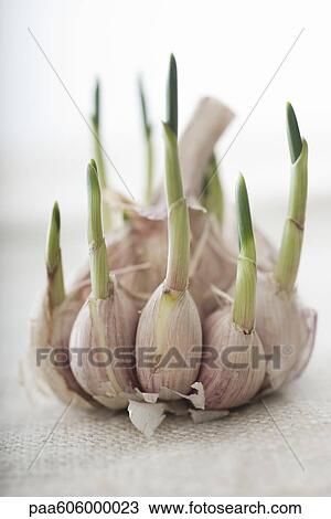 Sprouting garlic View Large Photo Image Stock Image - Sprouting garlic. Fotosearch