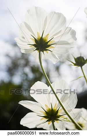 White flowers View Large Photo Image Stock Image - White flowers. Fotosearch