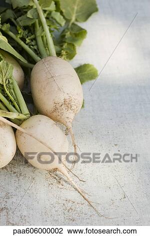 White radishes View Large Photo Image Stock Image - White radishes. Fotosearch