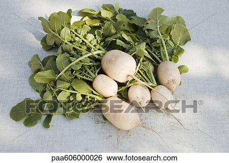White radishes View Large Photo Image Stock Photograph - White radishes. Fotosearch