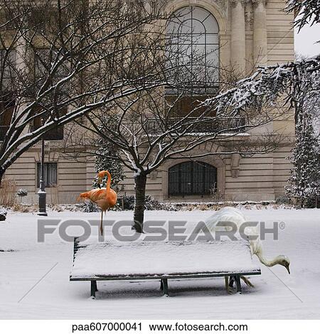 Stock Image - American flamingo and greater rhea standing in snowy urban scene. Fotosearch