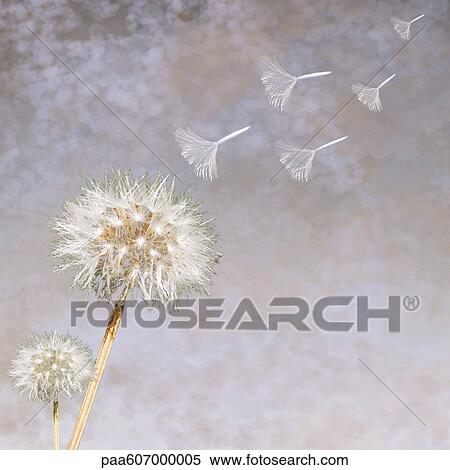 Dandelion (Taraxacum officinale) seedheads blowing in wind View Large Photo Image Stock Photography - Dandelion (Taraxacum officinale) seedheads blowing in wind. Fotosearch