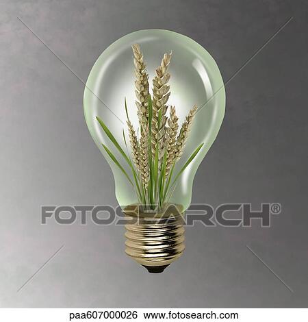 Ear of wheat growing inside of light bulb View Large Photo Image Stock Photograph - Ear of wheat growing inside of light bulb. Fotosearch