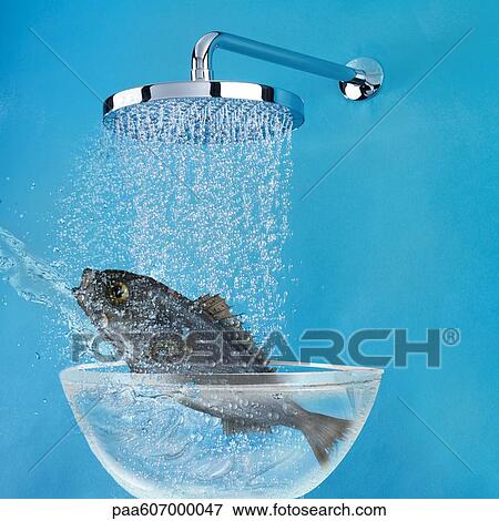 Fish under shower View Large Photo Image Stock Photo - Fish under shower. Fotosearch