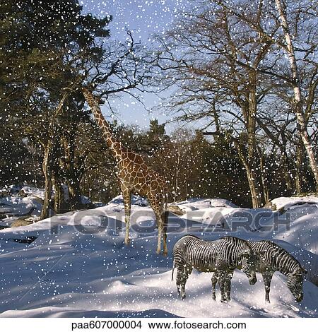 Giraffe, zebra in snowstorm View Large Photo Image Picture - Giraffe, zebra in snowstorm. Fotosearch
