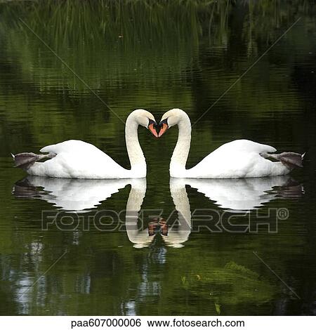 Stock Photograph - Mute swans (Cygnus olor) touching beaks, forming heart shape. Fotosearch