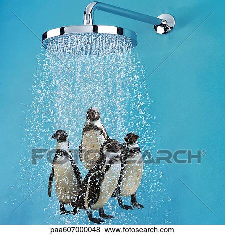 Penguins under shower View Large Photo Image Stock Photo - Penguins under shower. Fotosearch